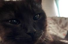 Котенка, несколько дней просидевшего на верхушке огромного тополя, спасли в Воронеже
