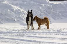 В Красном объявлен карантин по бешенству