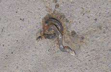 В Волгоградской области раньше времени проснулись гадюки