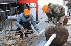 На проспекте Революции в Воронеже начали высаживать клены-крупномеры