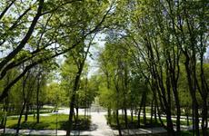 Торжественное открытие воронежского «Орленка» произойдет в конце мая