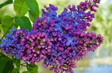 Эксперт назвала условие продления майских выходных