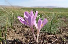 На Ставрополье произрастает цветок, способный отравить людей и рогатый скот