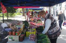 Аграрии Волгоградской области наращивают урожайность тепличных томатов