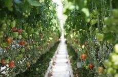 Более 36 тысяч тонн тепличных овощей вырастили на Ставрополье с начала года