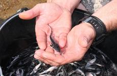 Волгоградские рыбоводы пополняют популяцию осетровых пород