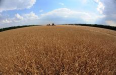 Опасные мотыльки вышли из депрессии и стали угрозой в Волгоградской области