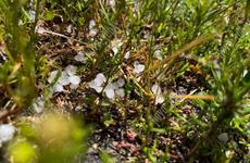 На севере Волгоградской области 16 мая прошел дождь с градом