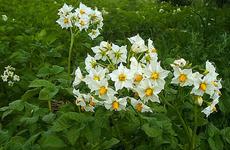 Большинство опрошенных жителей Волгоградской области пожаловались на «космическое» подорожание картошки