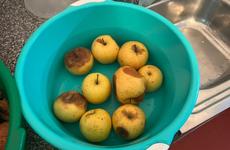 Предприниматель заработал 100 тысяч на гнилых яблоках для детей Ставрополья