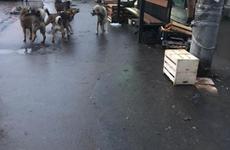 В Таганроге бродячая собака покусала пожилую женщину Почти 800 пачек сигарет без акцизных марок изъяли в донском магазине