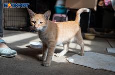 Бешеный котенок поранил ребенка в Волгоградской области