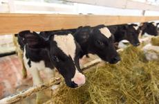 Власти НАО увеличили поддержку молочного животноводства