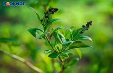 В Волгоградской области 80000 человек выбрали объект для благоустройства