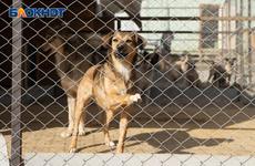 Житель Волгоградской области пытался лечить пса с бешенством и едва не погиб сам