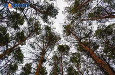 Отстрел диких кабанов и лисиц разрешили в Воронежской области