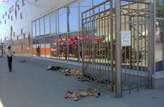 Собачникам в Волгоградской области может грозить штраф до 200 тысяч рублей