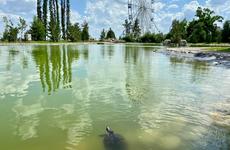 В пруд ЦПКиО выпустили семь умеющих фыркать и пищать черепах