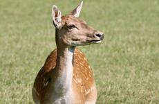 Двое работников фермы убили краснокнижного сайгака в Волгоградской области