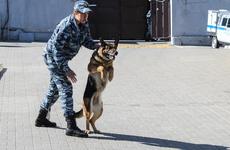 В Воронежской области поймали подпольных изготовителей оружия