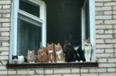 В Камышине судебные приставы занимались «кошачьей» историей