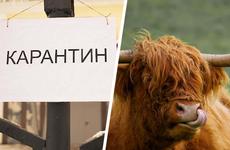 Роспотребнадзор: Оснований для распространения в России сибирской язвы нет