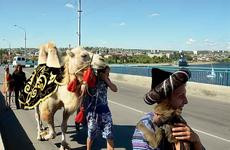 В Волгограде скорректируют работу общественного транспорта в день проведения фестиваля «#ТриЧетыре»