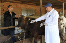 Ещё в нескольких населённых пунктах Ставрополья ввели карантин из-за сибирской язвы