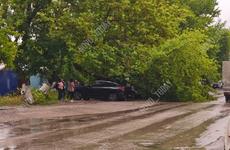 Огромное дерево рухнуло на машины в Волгоградской области: падение попало на видео