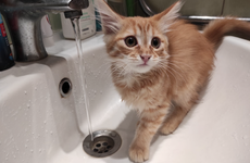 В Волгограде из-под тополя забила вода: видео