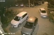 Жители Волгоградской области в шоке от видео с бродячими собаками, пожирающими кошек