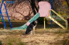 Уличный пес изгрыз лицо 3-летнему мальчику в Волгограде