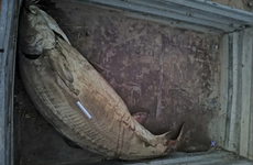 Браконьера с двухметровой белугой задержали под Волгоградом