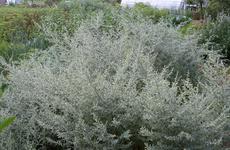 Ведьмина трава способна вылечить волжан от ста болезней