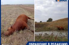 В Зимовниковском районе 13 коров погибли, попив воды из местного водохранилища