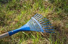 В Волгограде разоблачили виртуальный спил деревьев на миллионы рублей