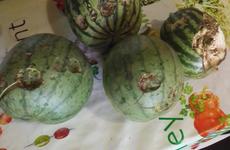 Камышинские бахчеводы показали в соцсетях, что сотворил град с их урожаем