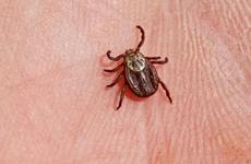 Больше тысячи детей пострадали от укусов клещей на Ставрополье