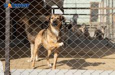 Количество укушенных собаками волгоградцев приблизилось к 5 тысячам