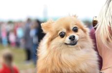 Жители НАО могут оставить собаку на передержку в Станции по борьбе с болезнями животных