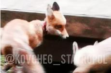 Лису с кровоподтеками от ошейника обнаружили отдыхающие в Кисловодске