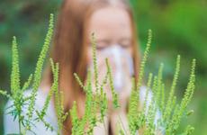 На борьбу с амброзией в Ставрополе выделили еще два миллиона рублей