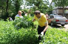 В Кисловодске борются с зарослями конопли