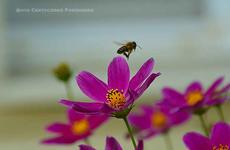 Известный волгоградский фермер объяснил массовую гибель пчел