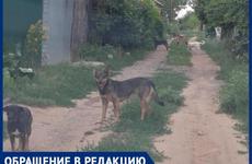 42% опрошенных волжан подвергались нападению бездомных собак