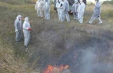 Массовое уничтожение свиней вызвало панику у жителей села на Ставрополье