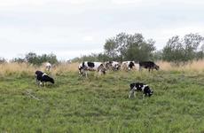 В Лабожском идёт подготовка к началу строительства новой фермы