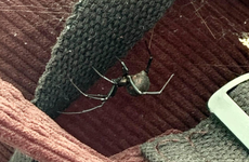 Каракурты с начала лета покусали уже 12 жителей Волгоградской области