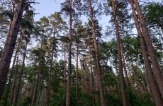 Воронежцам запретили посещать леса