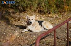 Бродячие собаки искусали лицо 4-летней девочке в Волгоградской области